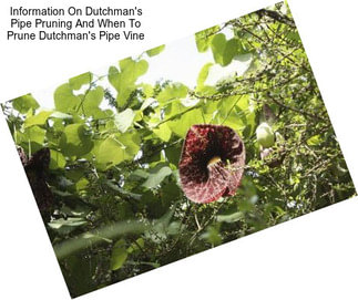 Information On Dutchman\'s Pipe Pruning And When To Prune Dutchman\'s Pipe Vine