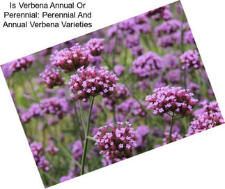 Is Verbena Annual Or Perennial: Perennial And Annual Verbena Varieties