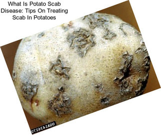 What Is Potato Scab Disease: Tips On Treating Scab In Potatoes