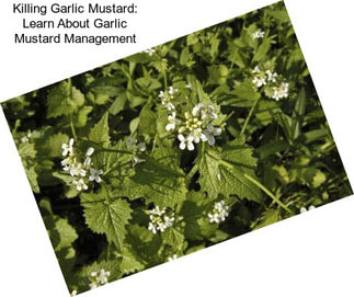 Killing Garlic Mustard: Learn About Garlic Mustard Management