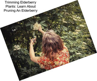 Trimming Elderberry Plants: Learn About Pruning An Elderberry