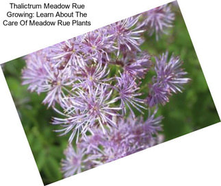 Thalictrum Meadow Rue Growing: Learn About The Care Of Meadow Rue Plants