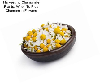 Harvesting Chamomile Plants: When To Pick Chamomile Flowers