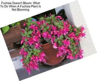 Fuchsia Doesn\'t Bloom: What To Do When A Fuchsia Plant Is Not Blooming