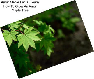 Amur Maple Facts: Learn How To Grow An Amur Maple Tree