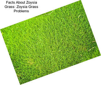 Facts About Zoysia Grass: Zoysia Grass Problems