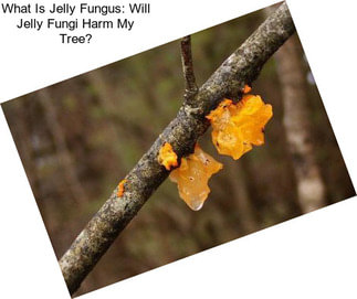 What Is Jelly Fungus: Will Jelly Fungi Harm My Tree?
