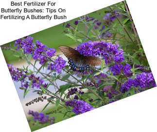 Best Fertilizer For Butterfly Bushes: Tips On Fertilizing A Butterfly Bush