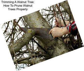 Trimming A Walnut Tree: How To Prune Walnut Trees Properly