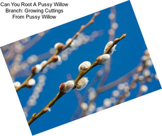 Can You Root A Pussy Willow Branch: Growing Cuttings From Pussy Willow