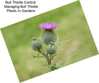 Bull Thistle Control: Managing Bull Thistle Plants In Gardens