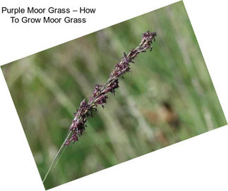 Purple Moor Grass – How To Grow Moor Grass