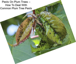 Pests On Plum Trees – How To Deal With Common Plum Tree Pests