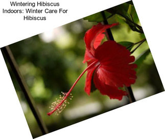 Wintering Hibiscus Indoors: Winter Care For Hibiscus