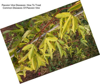 Passion Vine Diseases: How To Treat Common Diseases Of Passion Vine