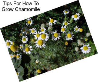 Tips For How To Grow Chamomile