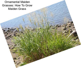 Ornamental Maiden Grasses: How To Grow Maiden Grass