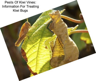 Pests Of Kiwi Vines: Information For Treating Kiwi Bugs