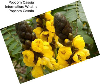 Popcorn Cassia Information: What Is Popcorn Cassia