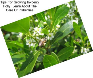 Tips For Growing Inkberry Holly: Learn About The Care Of Inkberries