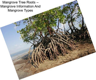 Mangrove Tree Roots – Mangrove Information And Mangrove Types