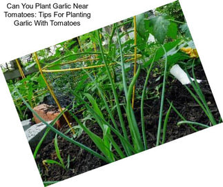 Can You Plant Garlic Near Tomatoes: Tips For Planting Garlic With Tomatoes