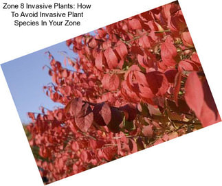 Zone 8 Invasive Plants: How To Avoid Invasive Plant Species In Your Zone