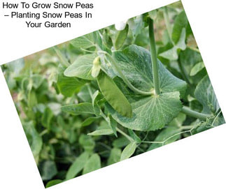 How To Grow Snow Peas – Planting Snow Peas In Your Garden