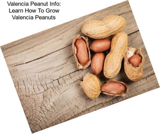 Valencia Peanut Info: Learn How To Grow Valencia Peanuts