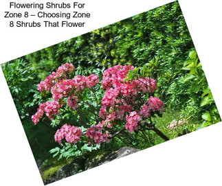 Flowering Shrubs For Zone 8 – Choosing Zone 8 Shrubs That Flower