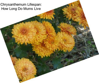 Chrysanthemum Lifespan: How Long Do Mums Live