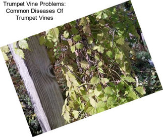 Trumpet Vine Problems: Common Diseases Of Trumpet Vines