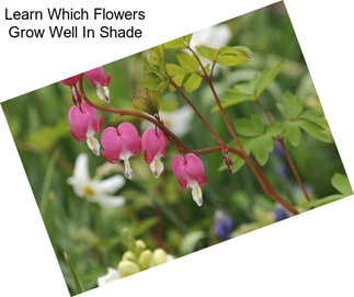 Learn Which Flowers Grow Well In Shade