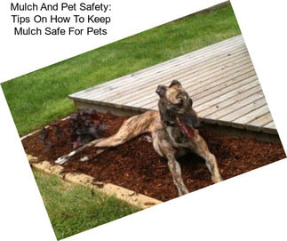 Mulch And Pet Safety: Tips On How To Keep Mulch Safe For Pets