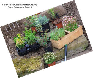 Hardy Rock Garden Plants: Growing Rock Gardens In Zone 5