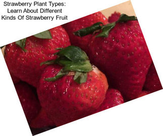 Strawberry Plant Types: Learn About Different Kinds Of Strawberry Fruit