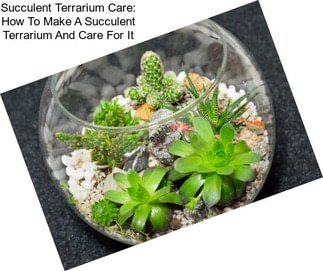 Succulent Terrarium Care: How To Make A Succulent Terrarium And Care For It