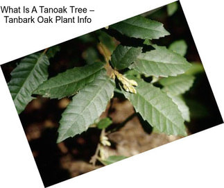 What Is A Tanoak Tree – Tanbark Oak Plant Info