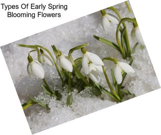 Types Of Early Spring Blooming Flowers