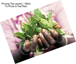 Pruning Tea Leaves – When To Prune A Tea Plant