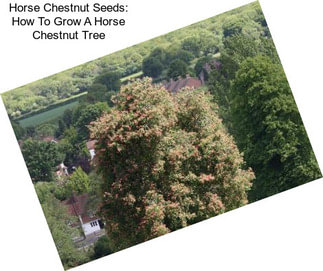 Horse Chestnut Seeds: How To Grow A Horse Chestnut Tree
