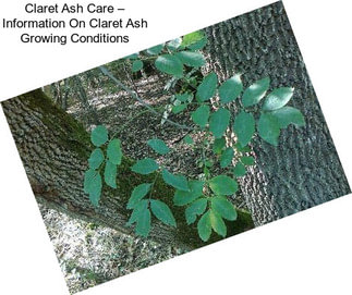 Claret Ash Care – Information On Claret Ash Growing Conditions