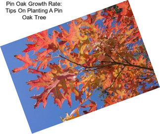 Pin Oak Growth Rate: Tips On Planting A Pin Oak Tree