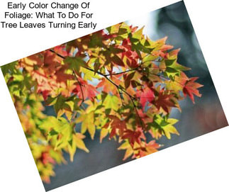 Early Color Change Of Foliage: What To Do For Tree Leaves Turning Early