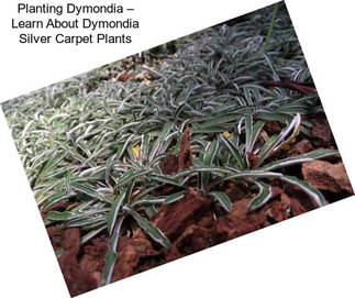 Planting Dymondia – Learn About Dymondia Silver Carpet Plants