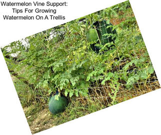 Watermelon Vine Support: Tips For Growing Watermelon On A Trellis