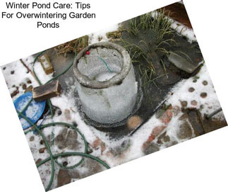 Winter Pond Care: Tips For Overwintering Garden Ponds