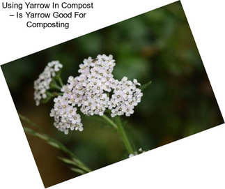 Using Yarrow In Compost – Is Yarrow Good For Composting