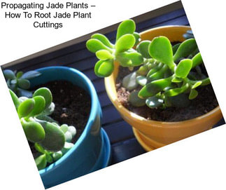 Propagating Jade Plants – How To Root Jade Plant Cuttings