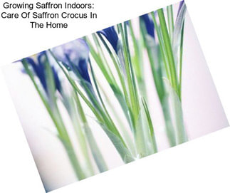 Growing Saffron Indoors: Care Of Saffron Crocus In The Home